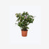 Rose Plant For Garden