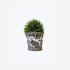 Little Plant