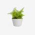 Gecko Outdoor Plant