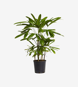 Alocasia Sarian