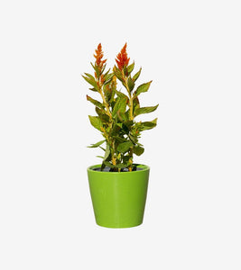 The Gecko Plant
