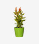 The Gecko Plant