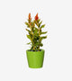 Calathea Plants