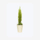 Outdoor Plants