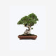 Bonsai For Yard