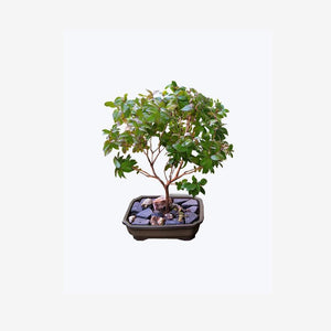 Bonsai For Yard