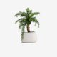 Calathea Plants