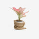 Little Plant