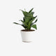 The Gecko Plant